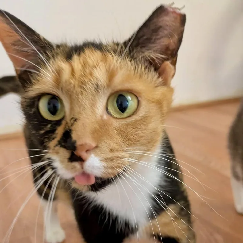 Snow Day thumbnail 2