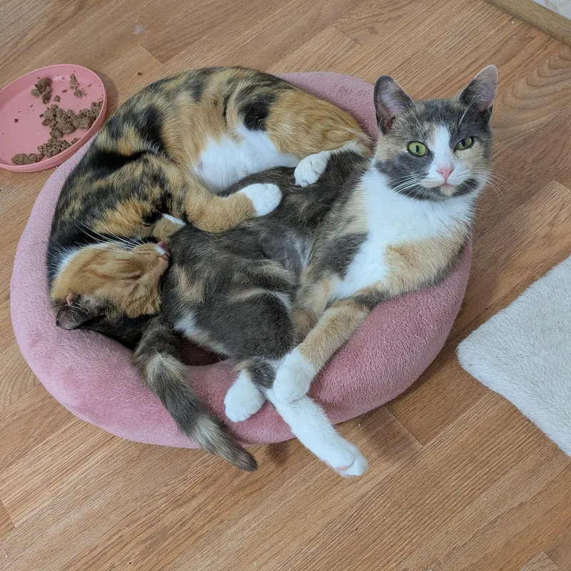 Snow Day thumbnail 3