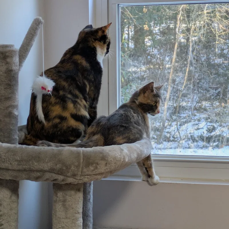 Snow Day thumbnail 4