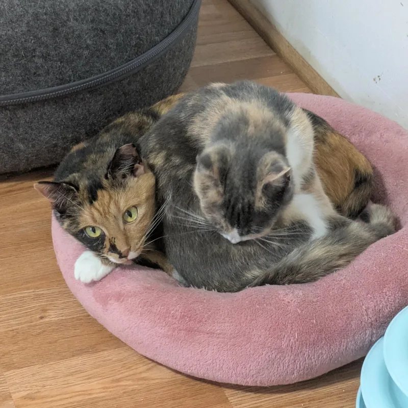 Snow Day thumbnail 6