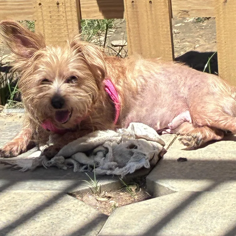 An adult small-sized female Norwich Terrier dog named Chloe for adoption in Lincoln University, PA