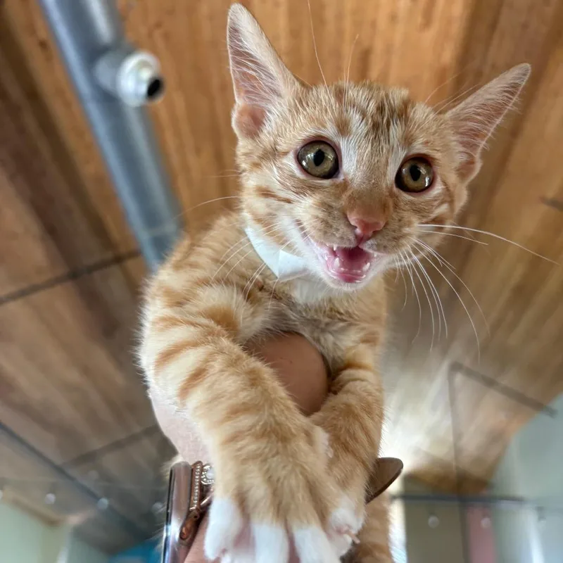 A baby small-sized male Orange / Red Domestic Short Hair cat named Cheeto for adoption in Leander, TX