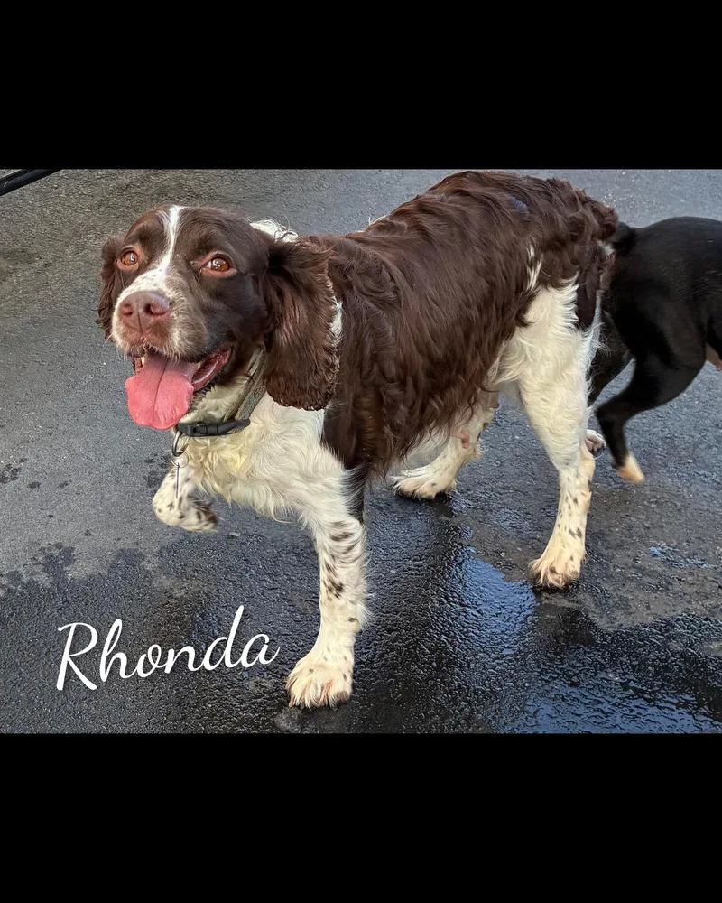 An adult medium-sized female White / Cream English Springer Spaniel dog named Rhonda for adoption in Fredericksburg, VA