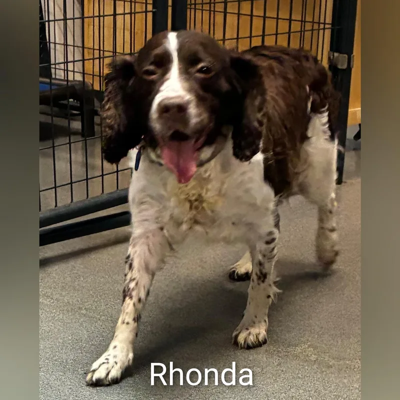 Rhonda thumbnail 2