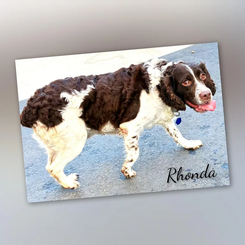 Rhonda thumbnail 6