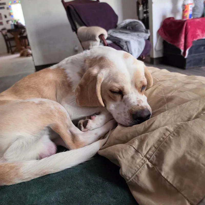 A young medium-sized male Beagle dog named Washington for adoption in Las Vegas, NV
