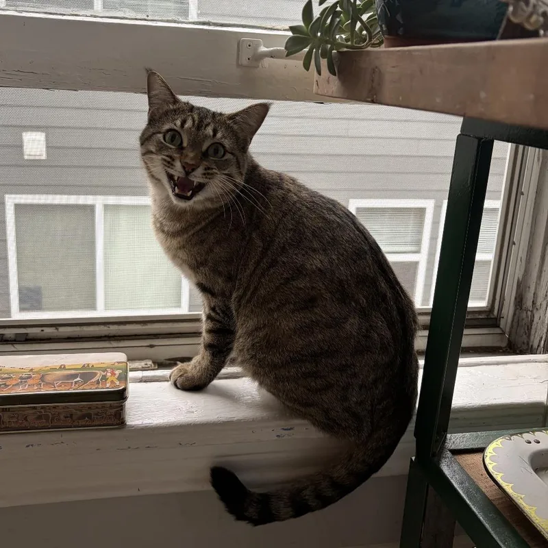 An adult large-sized female Domestic Short Hair cat named Georgie for adoption in St. Paul, MN