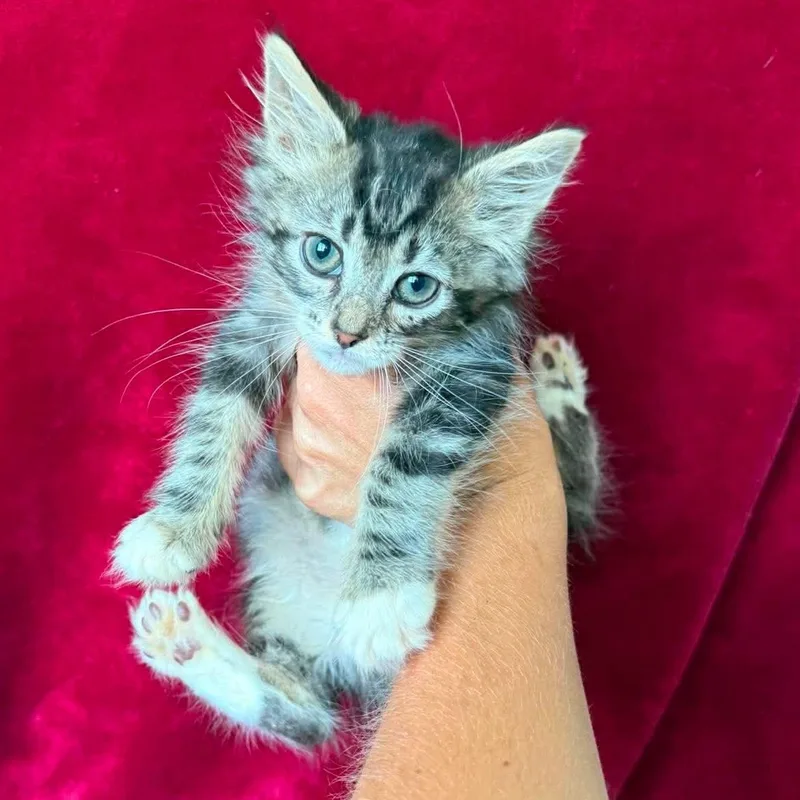 A baby medium-sized male Tabby (Brown / Chocolate) Domestic Medium Hair cat named Chad for adoption in Aberdeen, NC