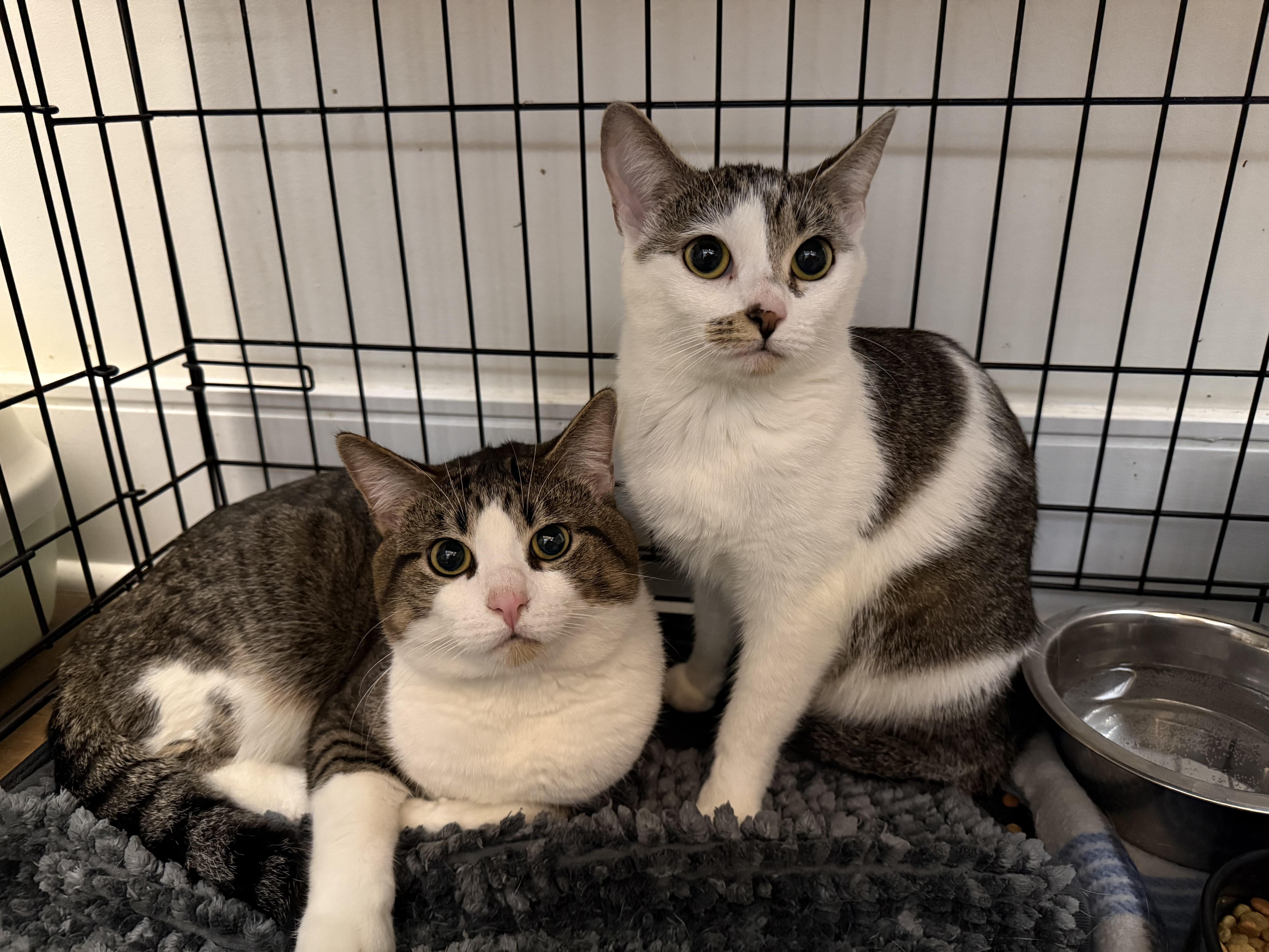Kitt Bonded Pair