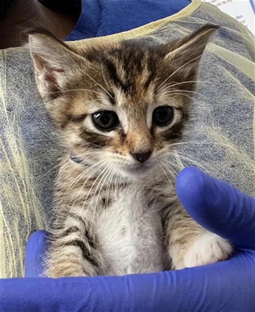 A baby medium-sized female Domestic Medium Hair cat named Rosa for adoption in Dallas, TX