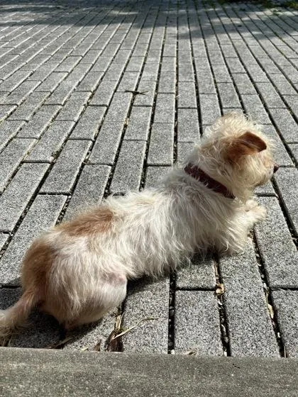 An adult small-sized male Mixed Breed dog named Lucky for adoption in New Orleans, LA