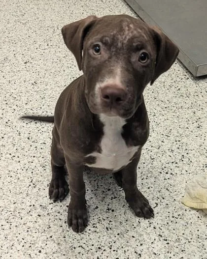 A young medium-sized female Mixed Breed dog named Fluff for adoption in Atlanta, GA