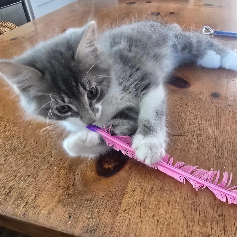 Pablo