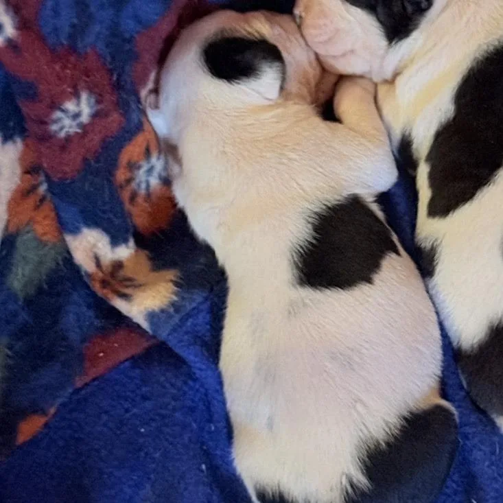 A baby small-sized female Black English Bulldog dog named Darla for adoption in Riverside, CA