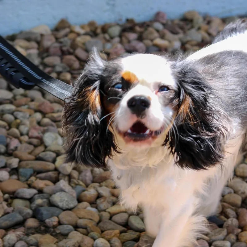 A young small-sized male Tricolor (Brown, Black, & White) Cavalier King Charles Spaniel dog named Oliver for adoption in Denver, CO