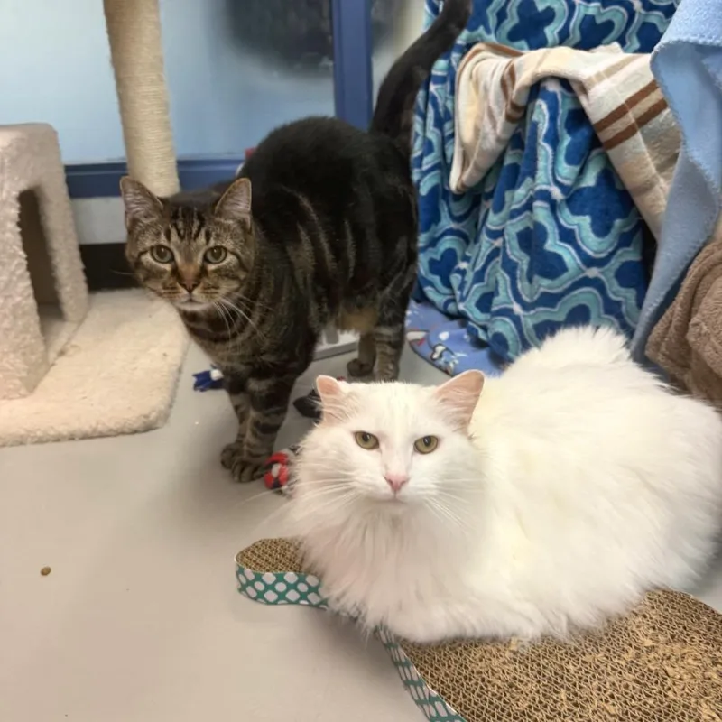 A senior extra large-sized male Domestic Short Hair cat named Toby for adoption in Pittsburgh, PA
