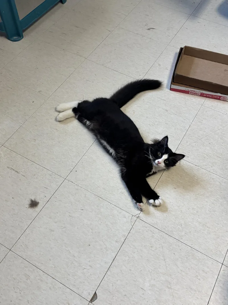 A young medium-sized male Black & White / Tuxedo Domestic Medium Hair cat named Tom for adoption in Vernon, NJ