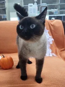 An adult medium-sized female Siamese cat named Meso for adoption in Bucyrus, OH