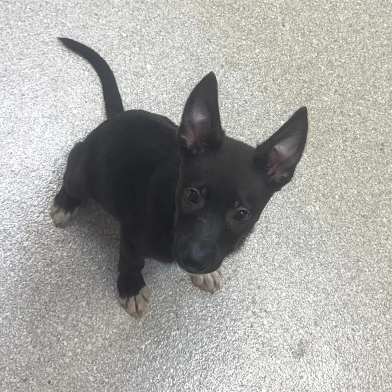 A baby large-sized male Black Shepherd dog named Bongo for adoption in Kansas City, KS