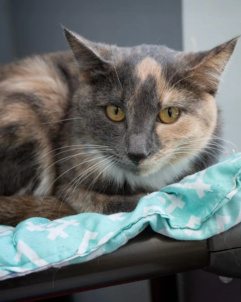A young medium-sized female Domestic Short Hair cat named Beatris for adoption in Boone, IA