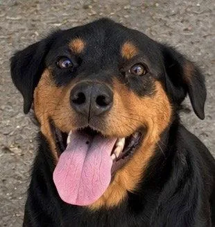 An adult medium-sized female Doberman Pinscher dog named Sarasota for adoption in Carrollton, GA