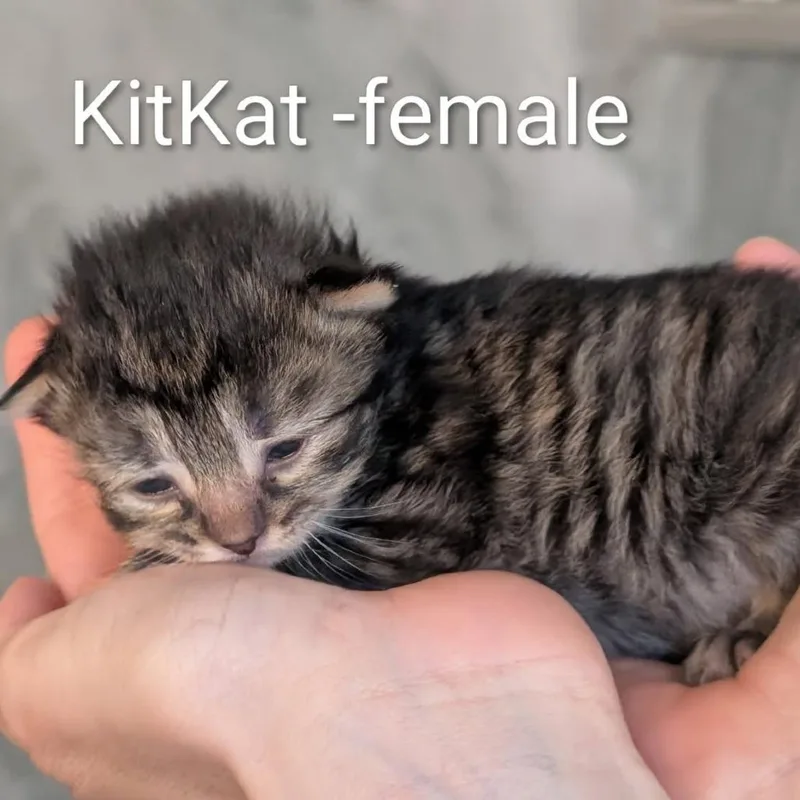 KitKat thumbnail 2