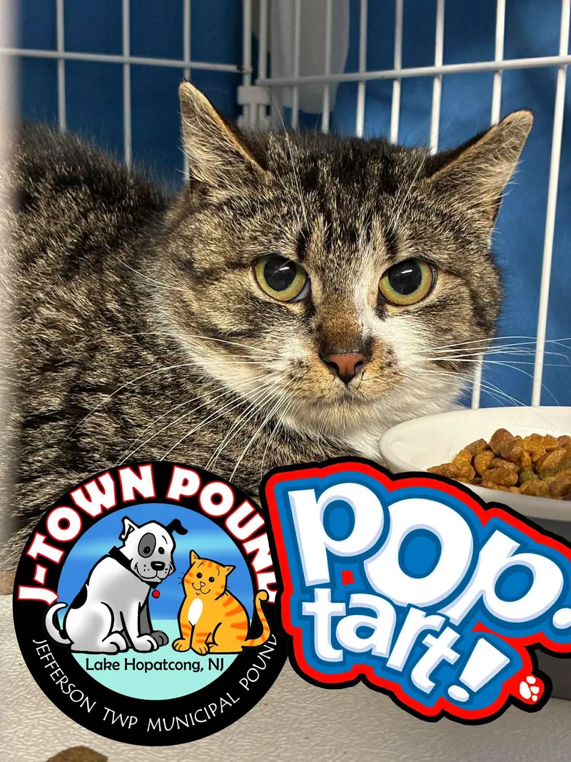 Poptart thumbnail 2