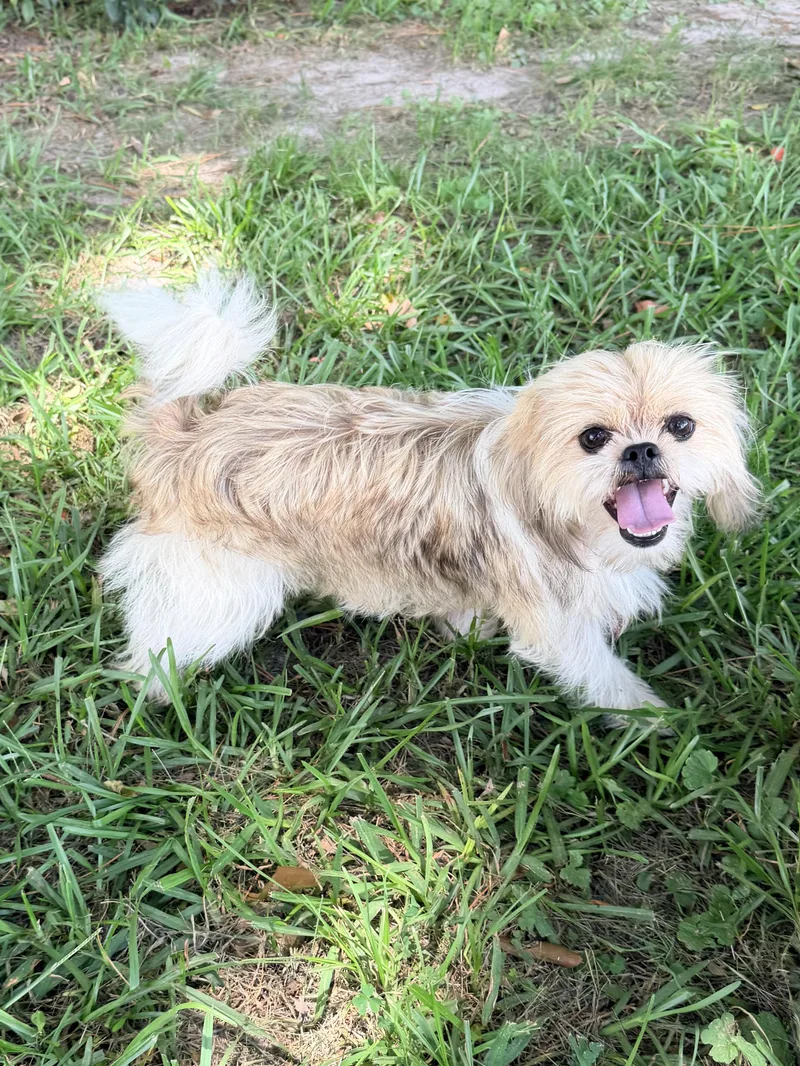 A young small-sized female Apricot / Beige Shih Tzu dog named Mango for adoption in Baker, LA