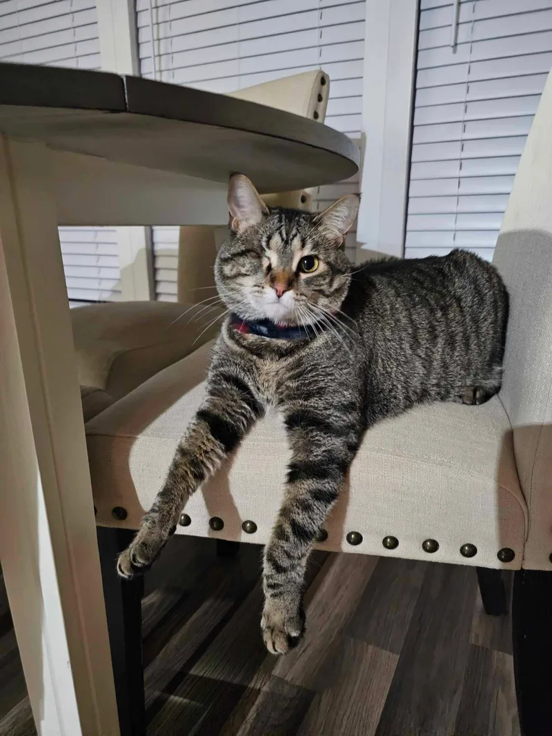 An adult large-sized female Tabby (Buff / Tan / Fawn) Domestic Short Hair cat named Blender for adoption in Merrillville, IN