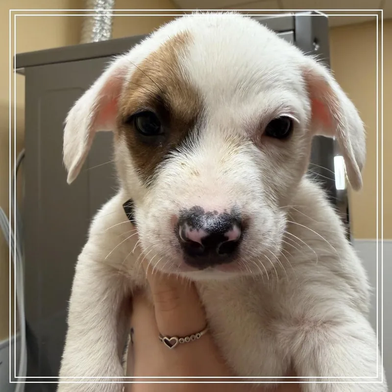 A baby small-sized male White / Cream Shepherd dog named FWT Louis for adoption in Midland, TX