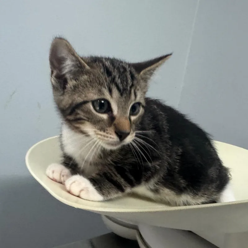 A baby small-sized male Gray / Blue / Silver Domestic Short Hair cat named Lemur for adoption in Columbus, GA