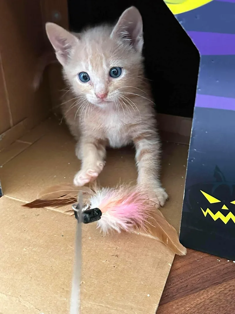A baby small-sized male Orange & White Domestic Short Hair cat named Nugget for adoption in Ephrata, WA