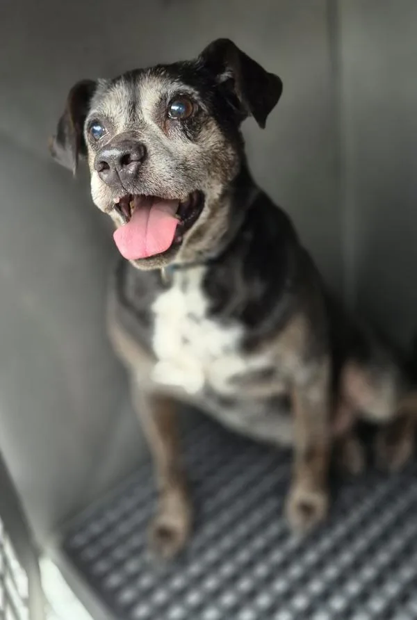 A senior medium-sized male Labrador Retriever dog named Pen  Jude for adoption in Lawrenceville, GA