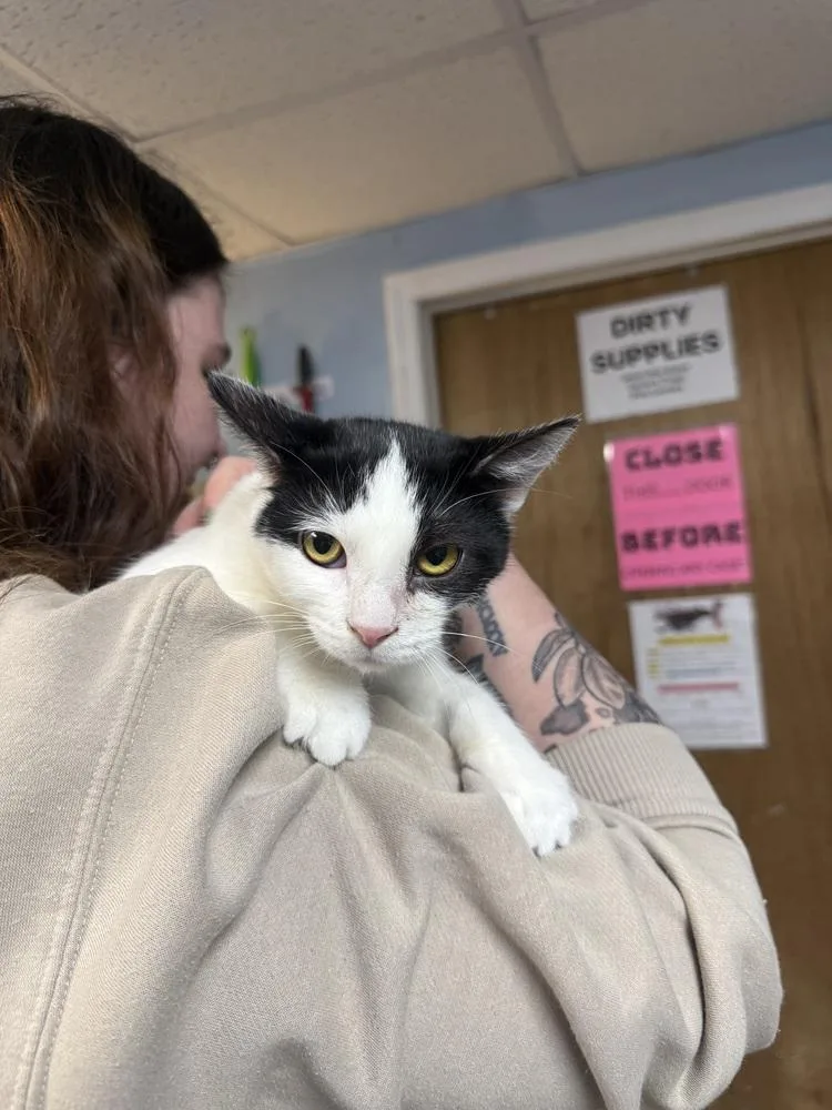 Elle Driver thumbnail 3