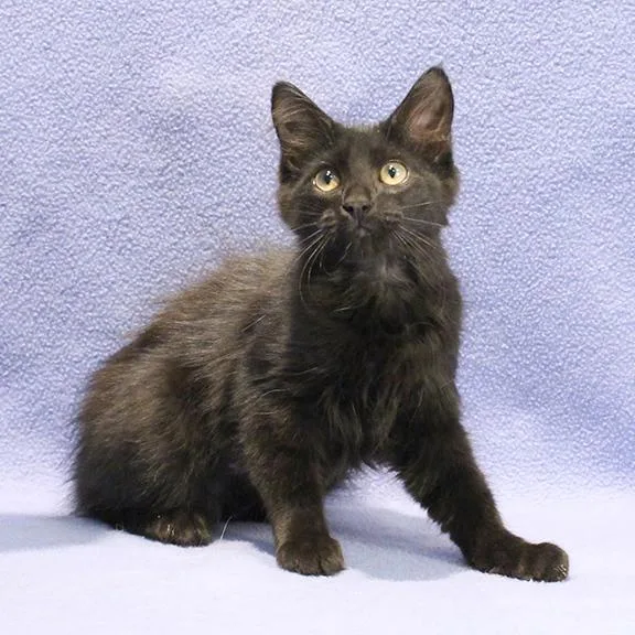 A baby medium-sized female Black Domestic Long Hair cat named Dottie for adoption in Overland Park, KS