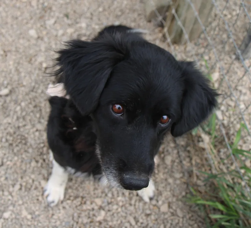 Nova Mae