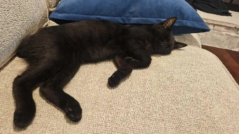 A baby medium-sized male Black & White / Tuxedo Domestic Short Hair cat named Tailgate for adoption in Milltown, NJ