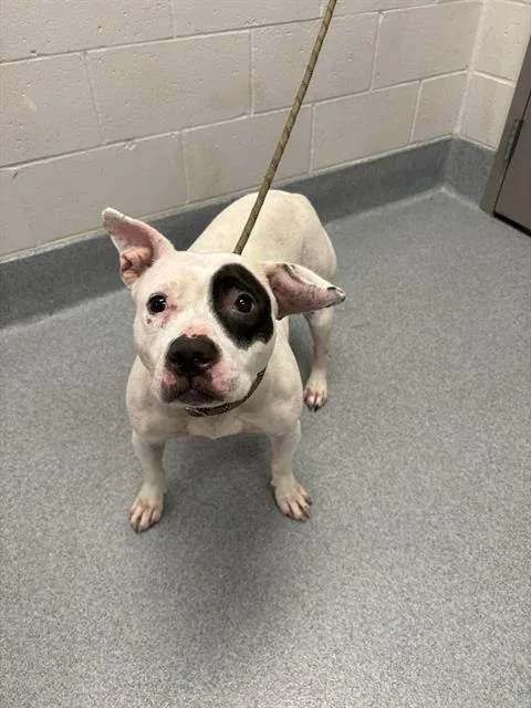 A young medium-sized female Pit Bull Terrier dog named Matilda for adoption in Indianapolis, IN