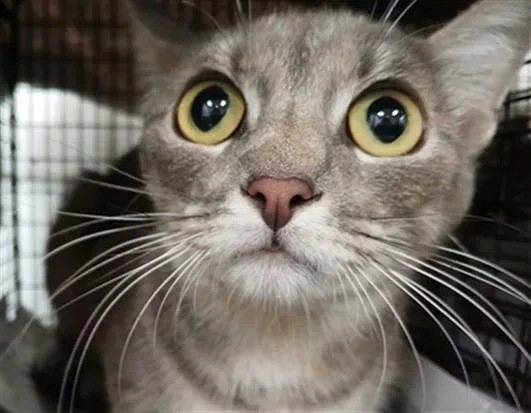 An adult medium-sized female Domestic Short Hair cat named M'Lady for adoption in Los Angeles, CA