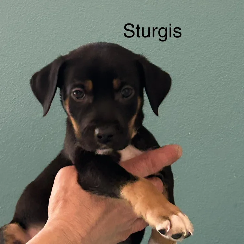 Sturgis thumbnail 2