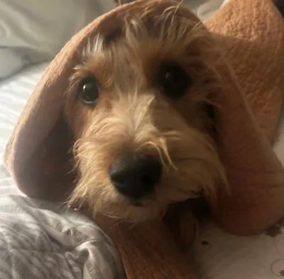 A young small-sized male Black Yorkshire Terrier dog named Whiskey for adoption in Santa Paula, CA