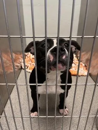 An adult large-sized female Mixed Breed dog named Jaz for adoption in Fallston, MD