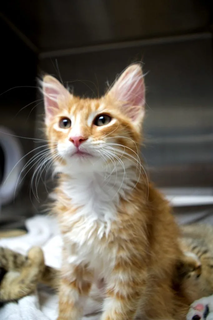 A baby medium-sized female Domestic Long Hair cat named Rivera for adoption in Shoreline, WA