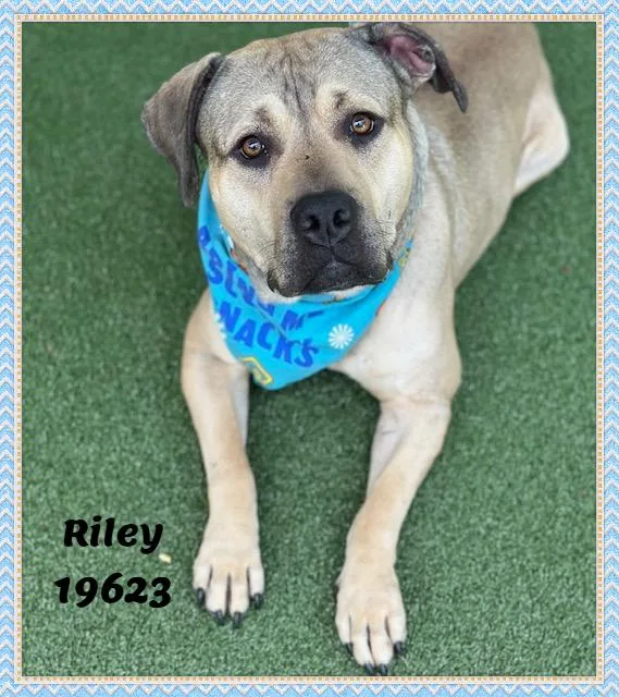 An adult large-sized male Yellow / Tan / Blond / Fawn American Bully dog named Riley for adoption in Marietta, GA