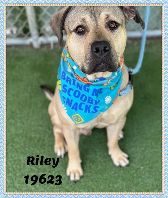 Riley thumbnail 2