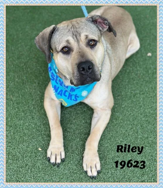 Riley thumbnail 3