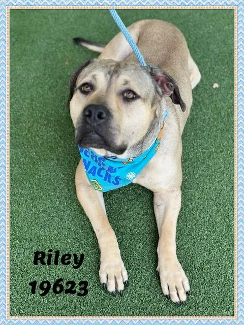Riley thumbnail 4