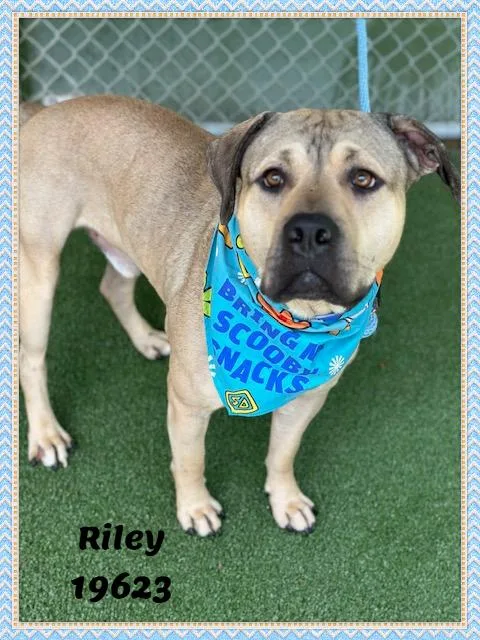 Riley thumbnail 5