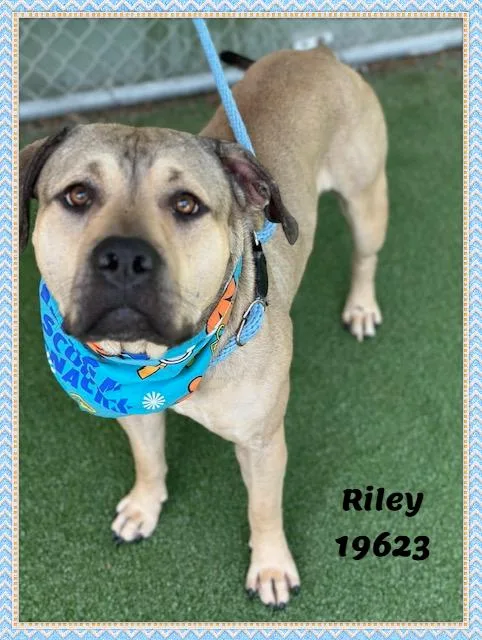 Riley thumbnail 6