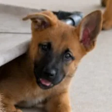 A baby medium-sized female Yellow / Tan / Blond / Fawn German Shepherd Dog dog named Eve Lld for adoption in Austin, TX